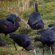 Puna Ibis